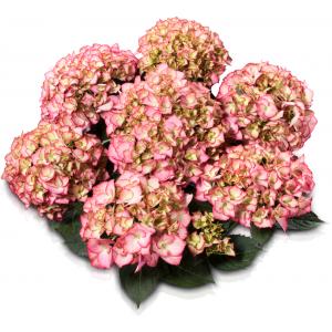 Hydrangea Macrophylla Classic® "Adula Pink"® boerenhortensia Hydrangea Macrophylla Classic® "Adula Pink"® boerenhortensia