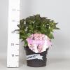 Hydrangea Macrophylla Classic&reg; "Adula Blue"&reg; boerenhortensia