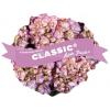 Hydrangea Macrophylla Classic&reg; "Adula Blue"&reg; boerenhortensia