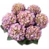 Hydrangea Macrophylla Classic&reg; "Adula Blue"&reg; boerenhortensia