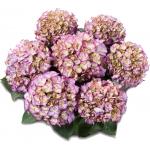 Hydrangea Macrophylla Classic&reg; "Adula Blue"&reg; boerenhortensia