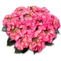 Hydrangea Macrophylla Classic&reg; "Tiffany Pink"&reg; schermhortensia