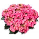 Hydrangea Macrophylla Classic&reg; "Tiffany Pink"&reg; schermhortensia