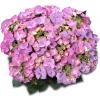 Hydrangea Macrophylla Classic&reg; "Tiffany Blue"&reg; schermhortensia