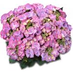 Hydrangea Macrophylla Classic&reg; "Tiffany Blue"&reg; schermhortensia
