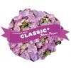 Hydrangea Macrophylla Classic&reg; "Tiffany Blue"&reg; schermhortensia