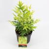 Hemelse bamboe (Nandina domestica &ldquo;Lemon and Lime&rdquo;&reg;) heester