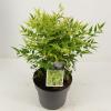 Hemelse bamboe (Nandina domestica &ldquo;Lemon and Lime&rdquo;&reg;) heester