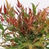 Hemelse bamboe (Nandina domestica &ldquo;Tuscan Flame&rdquo;&reg;) heester