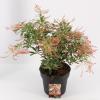 Rotsheide (Pieris Japonica &ldquo;Ralto&rdquo; PBR) heester