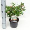 Sneeuwbal (Viburnum tinus &ldquo;Lucidum&rdquo;) heester
