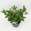 Sneeuwbal (Viburnum tinus &ldquo;Lucidum&rdquo;) heester