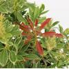 Rotsheide (Pieris Japonica &ldquo;Polar Passion&rdquo; PBR) heester