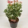 Rotsheide (Pieris Japonica &ldquo;Polar Passion&rdquo; PBR) heester