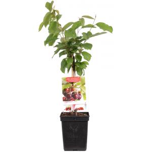 Kersenboom (prunus avium "Regina") fruitbomen Kersenboom (prunus avium "Regina") fruitbomen