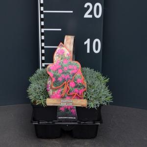 Steenanjer (dianthus gratianopolitanus "Babi Lom") bodembedekker Steenanjer (dianthus gratianopolitanus "Babi Lom") bodembedekker