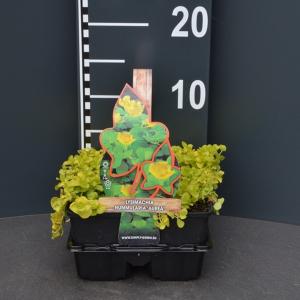 Penningkruid (lysimachia nummularia "Aurea") bodembedekker Penningkruid (lysimachia nummularia "Aurea") bodembedekker