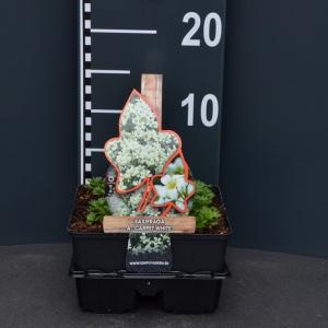 Steenbreek (saxifraga arendsii "Carpet White") bodembedekker Steenbreek (saxifraga arendsii "Carpet White") bodembedekker