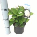 Hydrangea Macrophylla "Soeur Th&eacute;rese" boerenhortensia