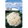 Hydrangea Macrophylla "Soeur Th&eacute;rese" boerenhortensia