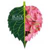 Hydrangea Macrophylla "Black Diamond&reg; Baroque Angel Pink"&reg; boerenhortensia