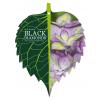 Hydrangea Macrophylla "Black Diamond&reg; Baroque Angel Blue"&reg; boerenhortensia