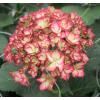 Hydrangea Macrophylla "Charming&reg; Alice Pink"&reg; boerenhortensia