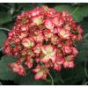 Hydrangea Macrophylla "Charming&reg; Alice Pink"&reg; boerenhortensia