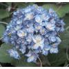 Hydrangea Macrophylla "Charming&reg; Alice Blue"&reg; boerenhortensia