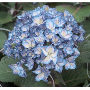 Hydrangea Macrophylla "Charming® Alice Blue"® boerenhortensia Hydrangea Macrophylla "Charming® Alice Blue"® boerenhortensia