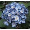 Hydrangea Macrophylla "Charming&reg; Alice Blue"&reg; boerenhortensia