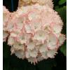 Hydrangea Macrophylla "Charming&reg; Claire Pink"&reg; boerenhortensia