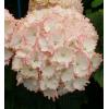 Hydrangea Macrophylla "Charming&reg; Claire Pink"&reg; boerenhortensia
