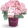 Hydrangea Macrophylla "Charming&reg; Lisa Pink"&reg; boerenhortensia