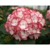 Hydrangea Macrophylla "Charming&reg; Lisa Pink"&reg; boerenhortensia