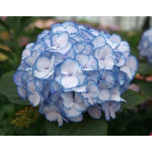 Hydrangea Macrophylla "Charming® Lisa Blue"® boerenhortensia Hydrangea Macrophylla "Charming® Lisa Blue"® boerenhortensia