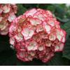 Hydrangea Macrophylla "Charming&reg; Sophia Pink"&reg; boerenhortensia