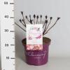 Hydrangea Macrophylla "Charming&reg; Sophia Pink"&reg; boerenhortensia
