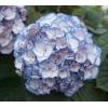 Hydrangea Macrophylla "Charming&reg; Sophia Blue"&reg; boerenhortensia
