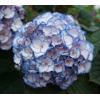 Hydrangea Macrophylla "Charming&reg; Sophia Blue"&reg; boerenhortensia