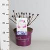 Hydrangea Macrophylla "Charming&reg; Sophia Blue"&reg; boerenhortensia