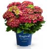 Hydrangea Macrophylla "Magical Ruby Tuesday"&reg; boerenhortensia
