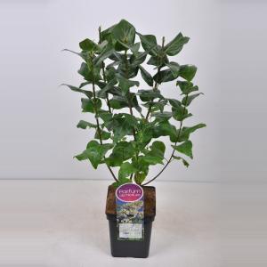 Sering (syringa vulgaris "Marie Legraye") Sering (syringa vulgaris "Marie Legraye")