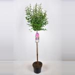 Dwergsering op stam (syringa "Sugar Plum Fairy"&reg;) 