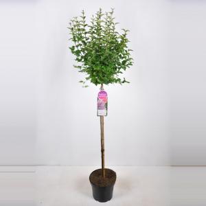 Dwergsering op stam (syringa "Sugar Plum Fairy"®) Dwergsering op stam (syringa "Sugar Plum Fairy"®)