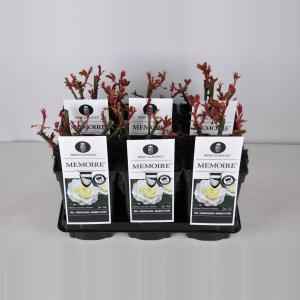 Grootbloemige roos (rosa "Memoire"®) Grootbloemige roos (rosa "Memoire"®)