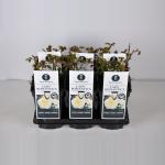 Trosroos (rosa "Lady Romantica"&reg;)