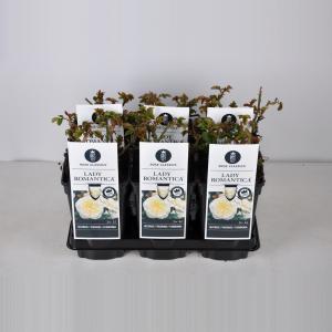 Trosroos (rosa "Lady Romantica"®) Trosroos (rosa "Lady Romantica"®)