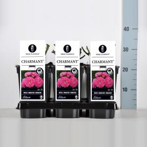Miniatuurroos (rosa "Charmant"®) Miniatuurroos (rosa "Charmant"®)