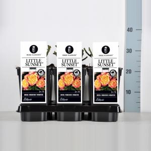 Miniatuurroos (rosa "Little Sunset"®) Miniatuurroos (rosa "Little Sunset"®)